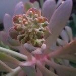 Aeonium percarneum Flower