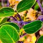 Coptosperma zygoon Leaf