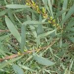 Acacia confluens List