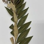 Ocotea guianensis Feuille