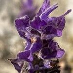 Lavandula dentata Flower