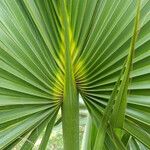 Sabal palmetto برگ