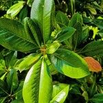 Magnolia virginiana Feuille