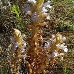Orobanche pubescens Květ