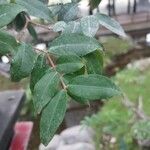 Syzygium paniculatum Leaf