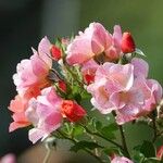 Rosa rugosa Flower