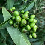 Ligustrum vulgare Fruchs