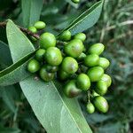 Ligustrum vulgare Fruit