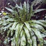 Asplenium scolopendriumЛист