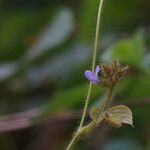 Calopogonium mucunoides Övriga