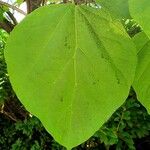 Catalpa ovata ഇല