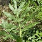 Silphium laciniatum পাতা