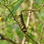 Acacia farnesiana फल