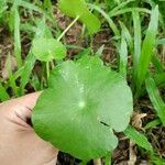 Hydrocotyle umbellataLeaf