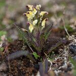 Pedicularis oederi Цвят