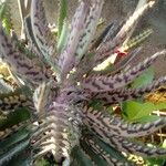 Kalanchoe rosei Leaf