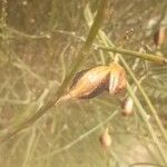 Retama monosperma Fruit