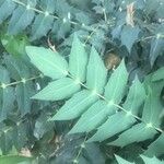 Berberis japonica Leht