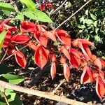 Erythrina crista-galliFiore