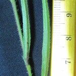 Sida linifolia Frucht