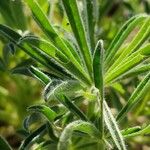 Lupinus albus Hoja