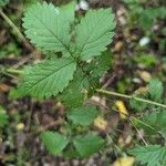 Agrimonia gryposepala Leaf