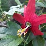Passiflora manicata Fleur