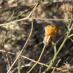 Bebbia juncea Ffrwyth