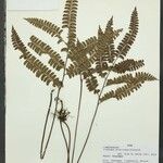 Lindsaea divaricata Лист