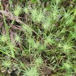 Aegilops geniculata Flower