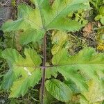 Heracleum sphondylium Leaf