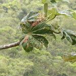 Cecropia schreberiana Hoja