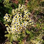 Gonospermum ferulaceum Flower