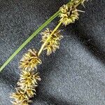 Carex vulpinoidea Kukka