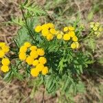 Tanacetum vulgareBlomst