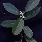 Ilex affinis Leaf
