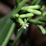 Struthanthus woodsonii Fruit