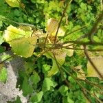 Alliaria petiolata Ліст