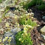 Saxifraga moschata Blad