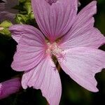 Malva alcea Flower