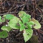 Plectranthus fruticosus Blatt