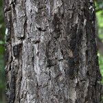 Pterocarpus angolensis Casca