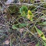 Sarracenia purpurea 葉