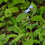 Omphalodes verna Habitat