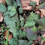 Rubus ursinus 葉