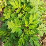 Artemisia vulgarisLeaf