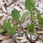 Menyanthes trifoliata Blatt