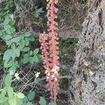 Pterospora andromedea Fruit