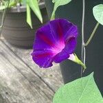 Ipomoea purpureaFlors