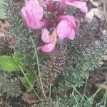 Pedicularis rostratocapitata Kukka